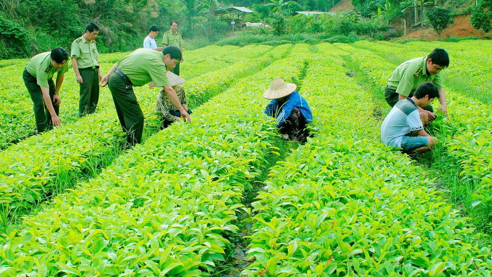 What are the fine levels for violations of regulations on import of plant varieties from July 28, 2023 in Vietnam?