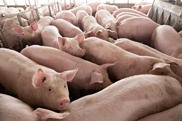 Live pigs will soon be imported from countries into Vietnam