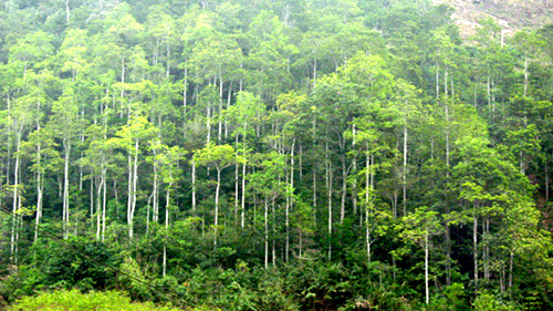 05 dự án chuyển mục đích sử dụng rừng tự nhiên sang mục đích khác, Nghị định 83/2020/NĐ-CP