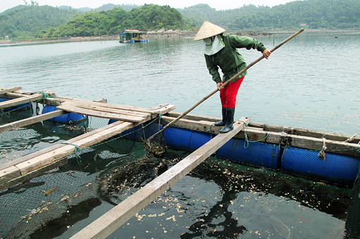 Thu hoạch động vật thủy sản trong ổ dịch phải thực hiện những yêu cầu nào?, Thông tư 04/2016/TT-BNNPTNT