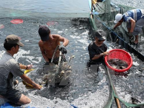 Các bước triển khai Kế hoạch phòng, chống dịch bệnh động vật thủy sản, Thông tư 04/2016/TT-BNNPTNN