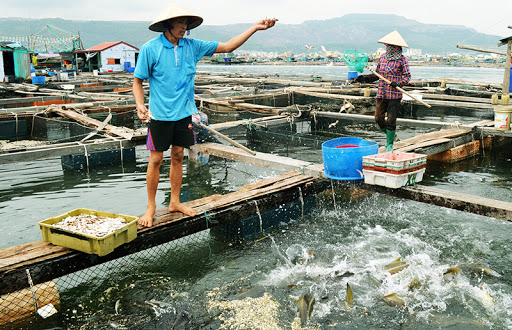 Quy định 08 nội dung về Kế hoạch phòng, chống dịch bệnh động vật thủy sản