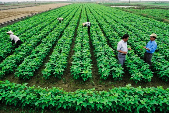 Determining  land  rent  for  agricultural  and  forestry  companies  using  the  land  for  agricultural  production,  forestry,  aquaculture,  Circular  207/2014/TT-BTC