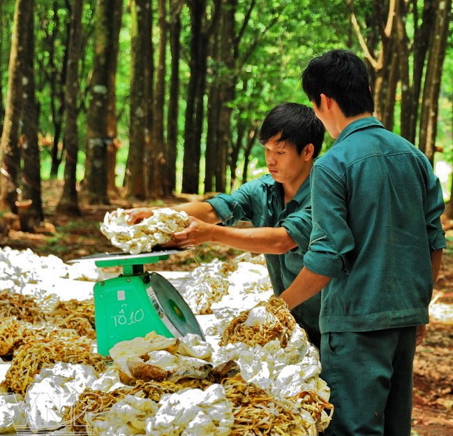 Yêu cầu kỹ năng sau khi tốt nghiệp TC ngành CNSX sản phẩm từ cao su , Thông tư 46/2018/TT-BLĐTBXH 