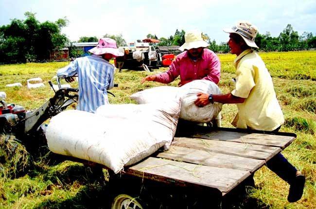 Trách nhiệm CQNN liên quan đến việc hỗ trợ lãi suất tiền vay mua tạm trữ thóc, gạo , Thông tư 65/2014/TT-BTC 