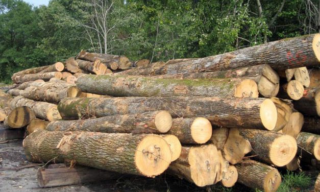 Hồ sơ khi mua bán, chuyển giao quyền sở hữu gỗ nhập khẩu, Nghị định 102/2020/NĐ-CP