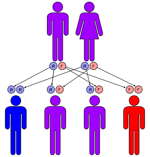 Consanguineous Marriage, Draft Population Law 2020