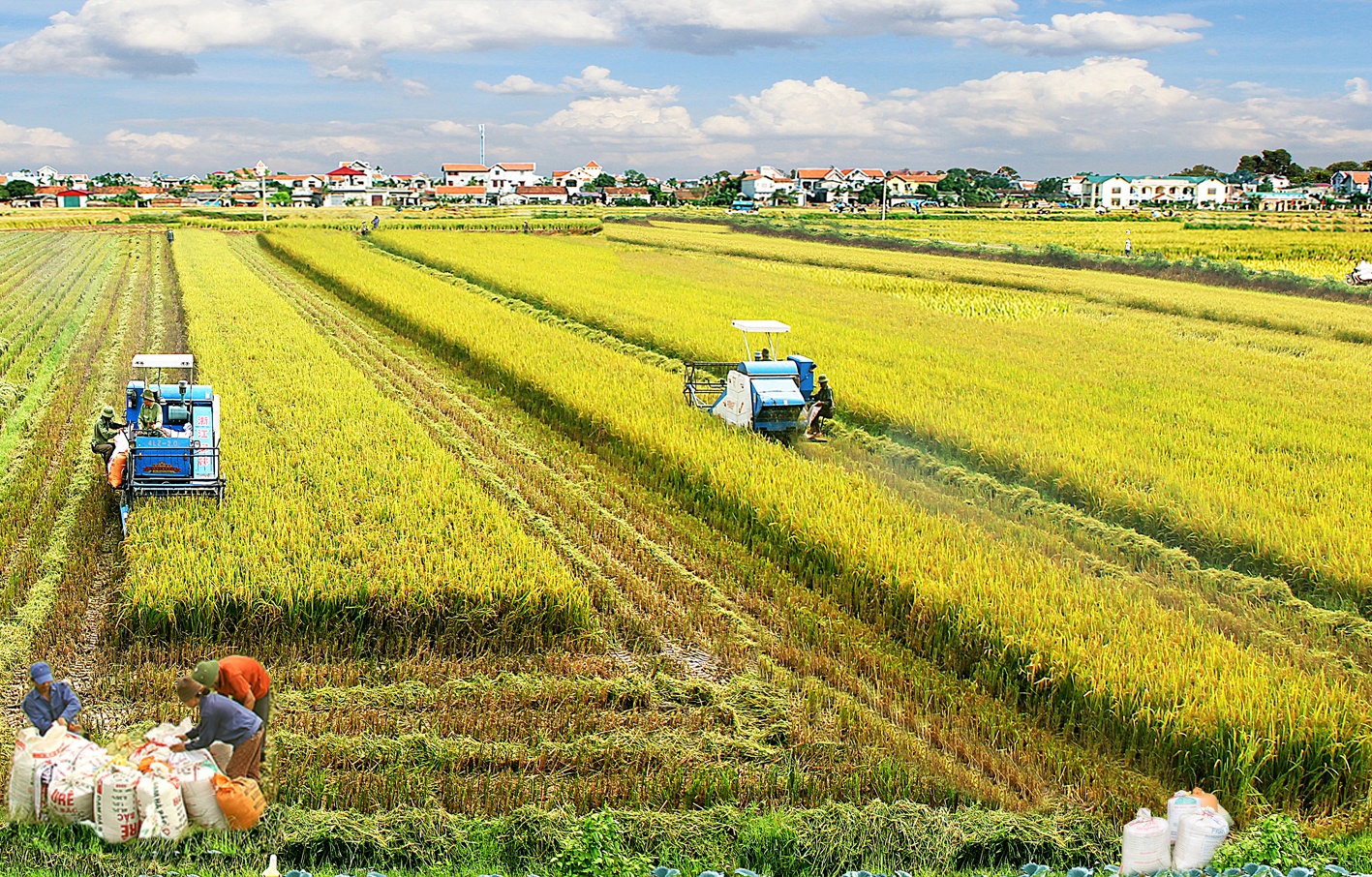 Xây dựng liên kết chuỗi trong sản xuất nông nghiệp hữu cơ  Viện Khoa học Nông  nghiệp Việt Nam