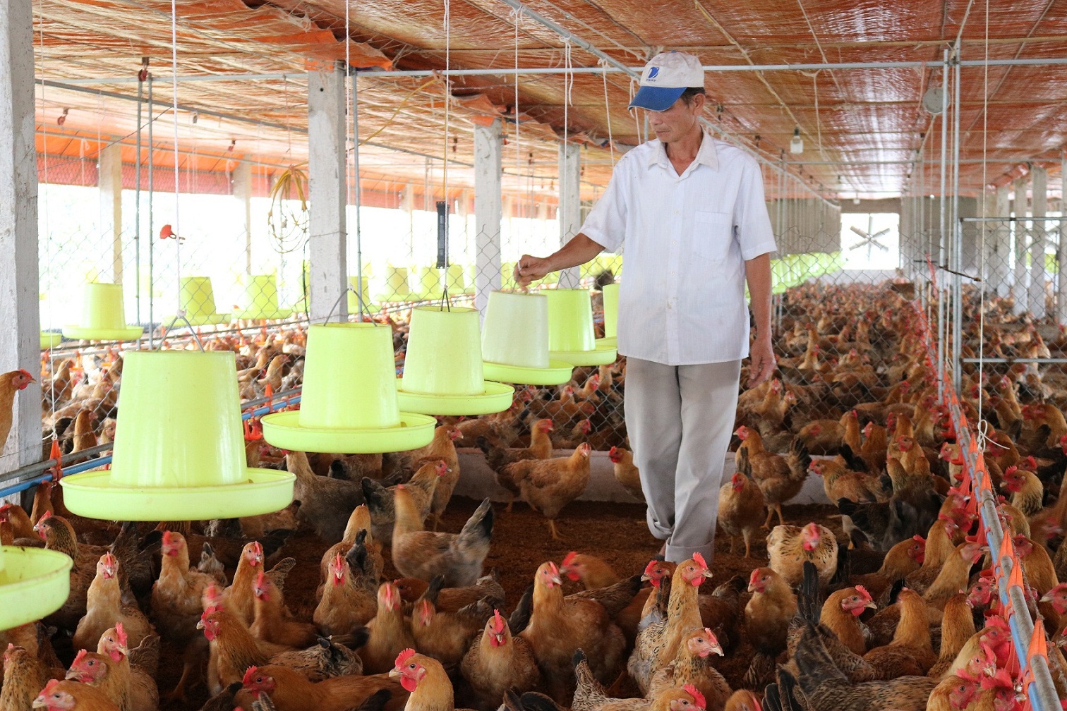 14 Prohibited acts in animal husbandry in Vietnam 2023