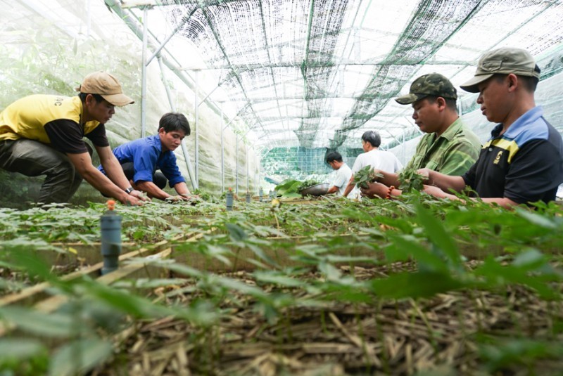 Phấn đấu diện tích trồng Sâm Việt Nam đạt khoảng 21.000 ha vào năm 2030