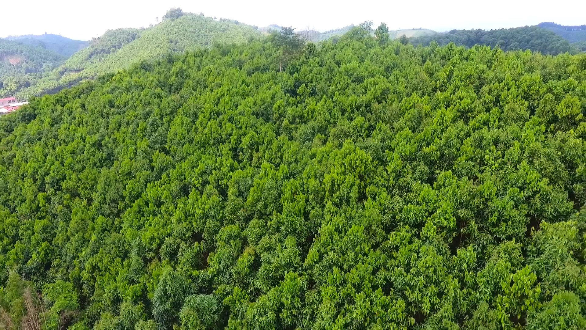 Tiêu chí rừng tự nhiên, rừng trồng, rừng đặc dụng, rừng phòng hộ và rừng sản xuất 
