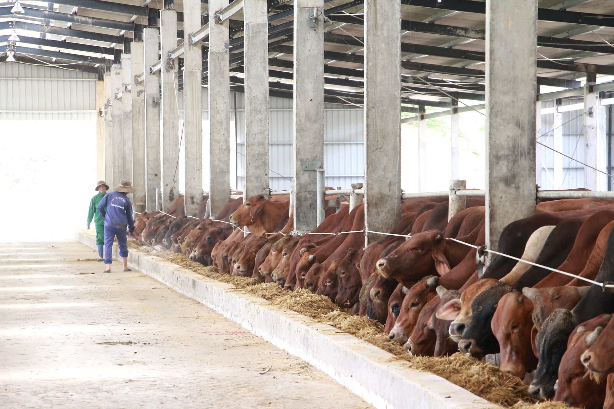 Fines for offences against regulations regarding use of banned substances, animal feed containing antibiotics in animal production activities in Vietnam