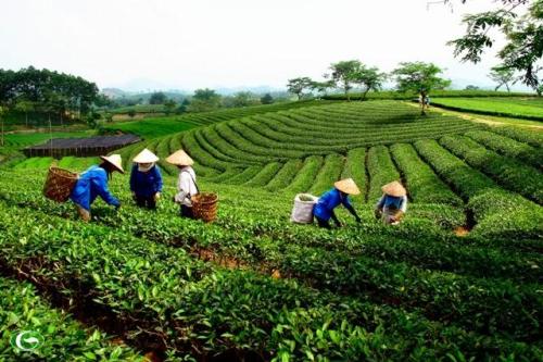 o finalize the draft Decree amending Decree 118/2014/ND-CP on the arrangement and renewal of agricultural and forestry companies in Vietnam