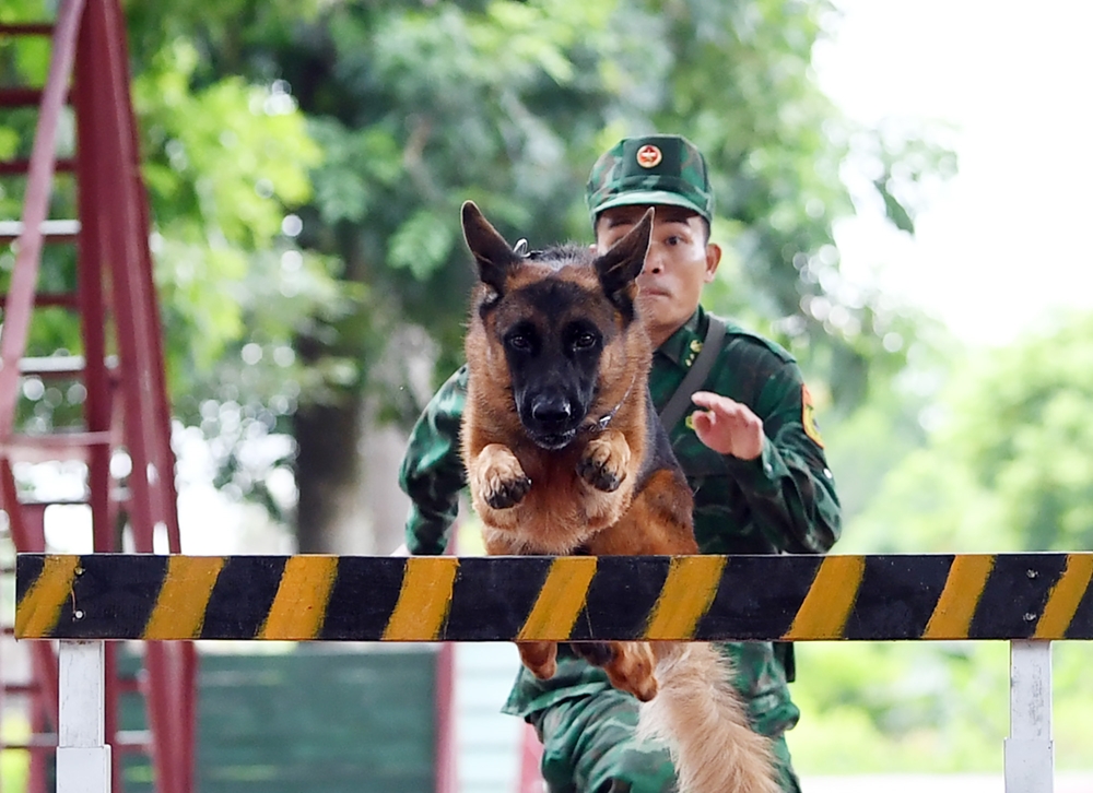 Standard of forest sniffer-dogs in forest rangers in Vietnam