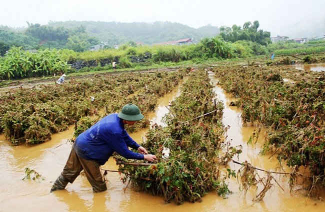 Rates of assistance in agricultural production for the revival of production of areas suffering from losses caused by natural disasters and epidemics in Vietnam