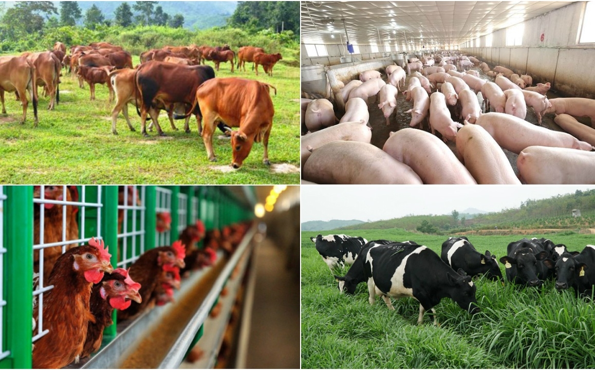 What conditions must livestock farms in Vietnam meet?