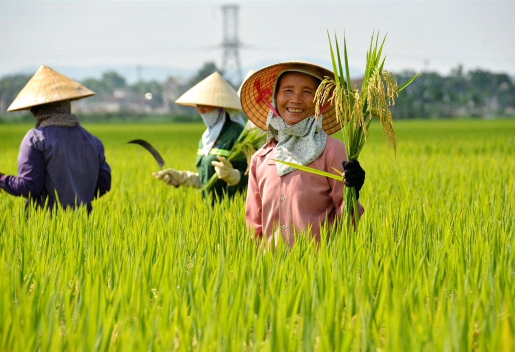Conditions for establishing public service units in the Agriculture and Rural Development sector in Vietnam