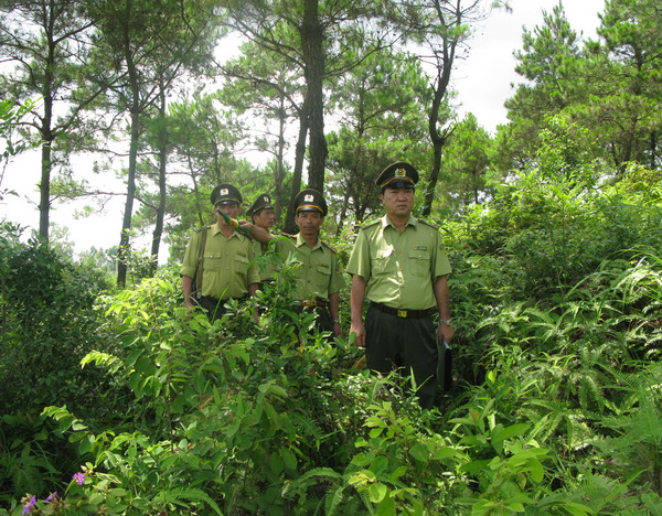 Organizational structure of the Forest Protection Department in Vietnam