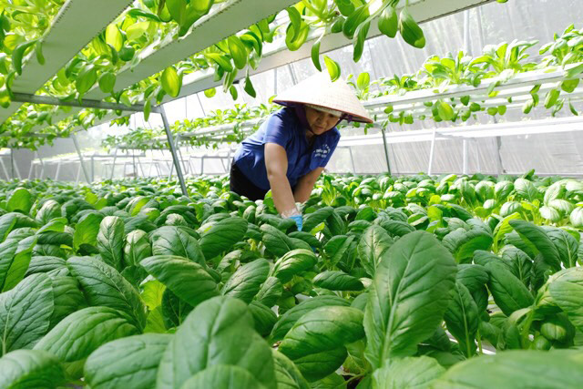 Approval of the Project to develop safe vegetable production areas in Vietnam