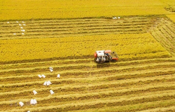 Đến 2030, hình thành 1 triệu héc-ta vùng chuyên canh lúa chất lượng cao, phát thải thấp