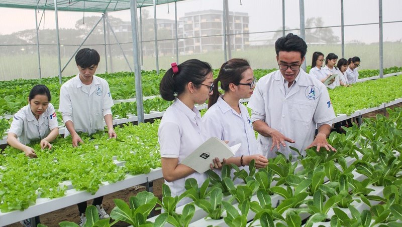Instructions on salary rankings for public employees specialized in crop production and plant protection in Vietnam