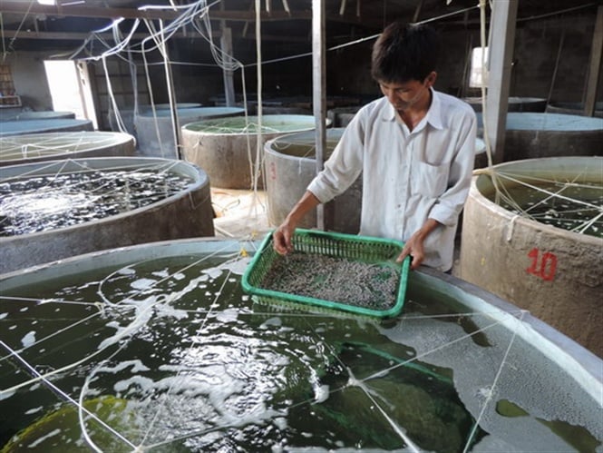 Regulations on testing of aquatic breeds in Vietnam