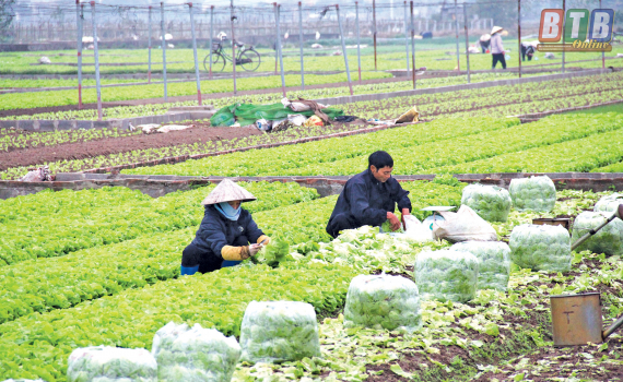 Công việc phải làm của Hợp tác xã nông nghiệp khi thực hiện HĐ đặc thù