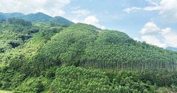 Latest regulations on plans for conversion of forest types in Vietnam