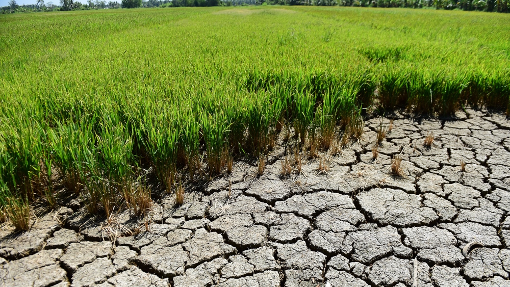 Prime Minister's direction on focusing on responding to peak saltwater intrusion in the Mekong Delta in Vietnam