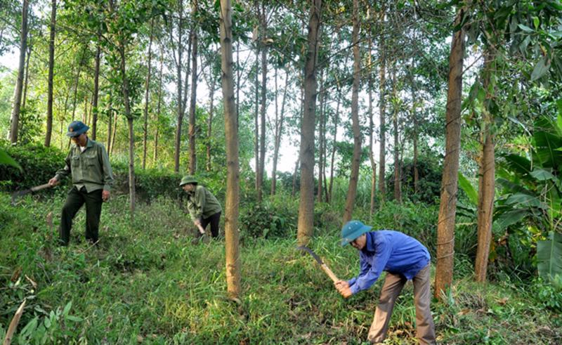 To add more subjects eligible for forest allocation and forest leasing in Vietnam