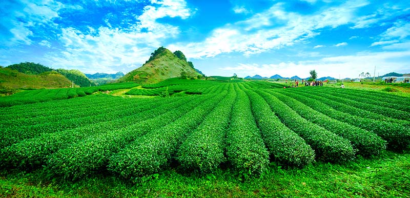 State policies on crop production activities in Vietnam