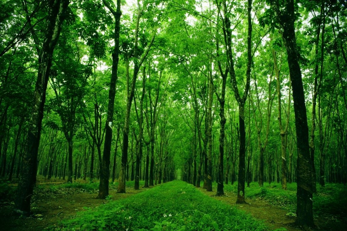 Các loại dịch vụ môi trường rừng mới nhất 