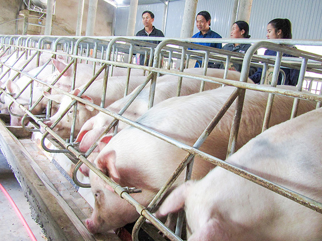 Regulations on humane treatment of livestock in Vietnam