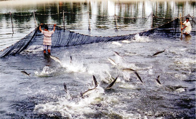 Instructions for handling outbreaks of aquatic animal diseases in Vietnam