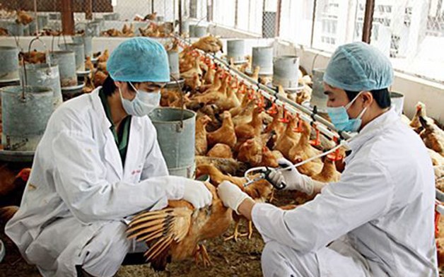 Implementation of vaccination for livestock to ensure that at least 80% of the current livestock population is vaccinated in Vietnam