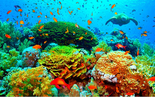 Kế hoạch hành động quản lý và bảo tồn thú biển Việt Nam giai đoạn 2024 – 2028