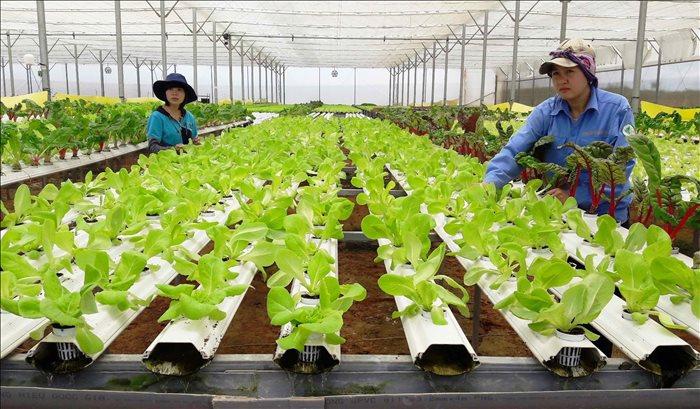 To complete policies for promoting the Development of Circular Economy in Agriculture in Vietnam