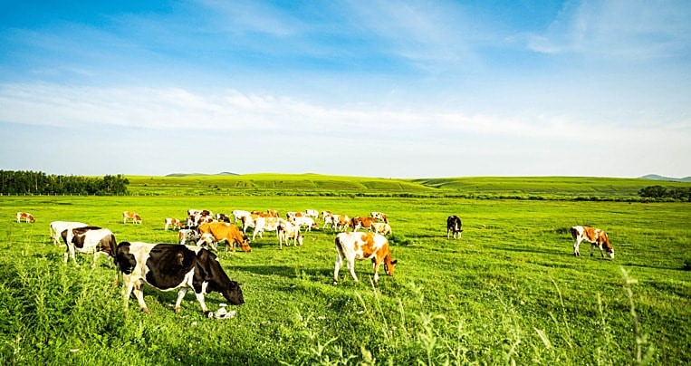 Nguyên  tắc  sử  dụng  đất  chăn  nuôi  tập  trung  theo  Luật  Đất  đai  2024