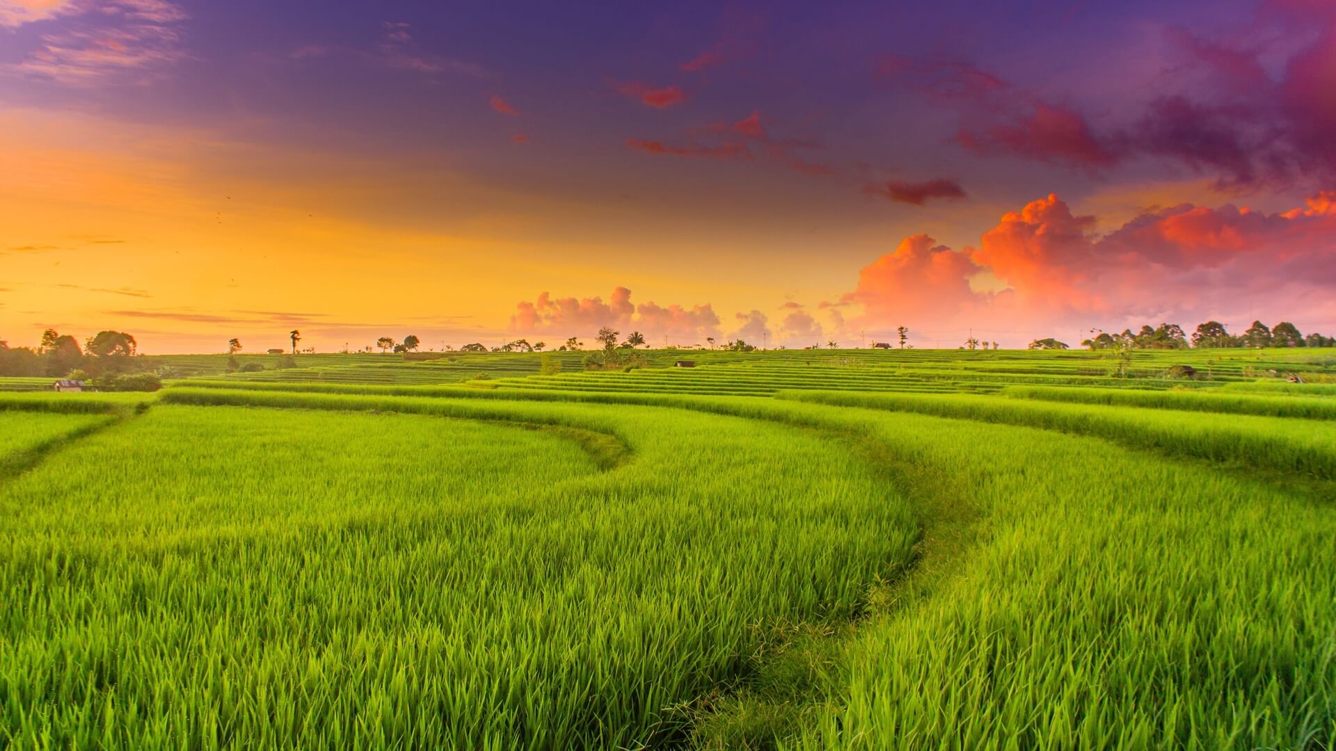 Continue  improving  the  draft  Decree  on  rice  cultivation  land