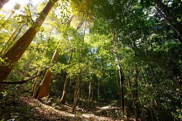 Guidelines  for  leasing  protective  forest  environment  for  eco-tourism  and  recreational  services