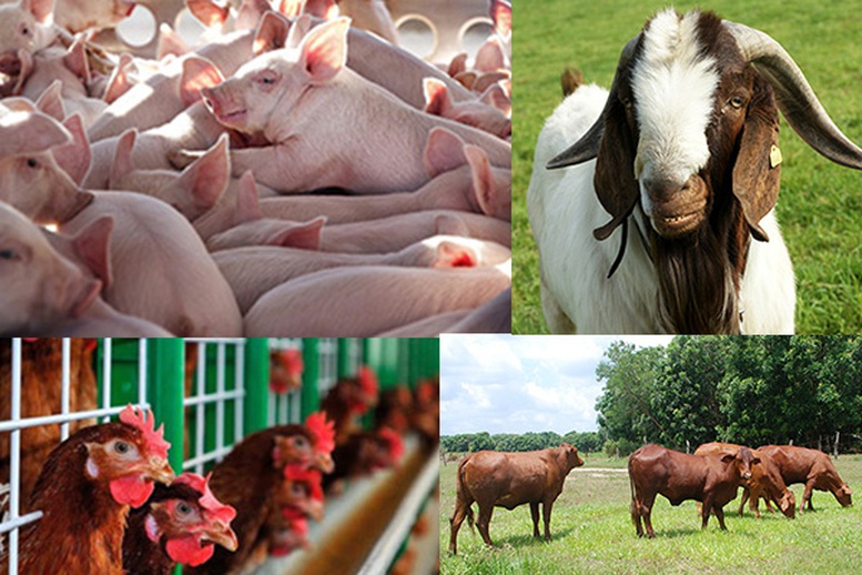 Principles  for  Implementing  Livestock  Efficiency  Improvement  Support  Policies