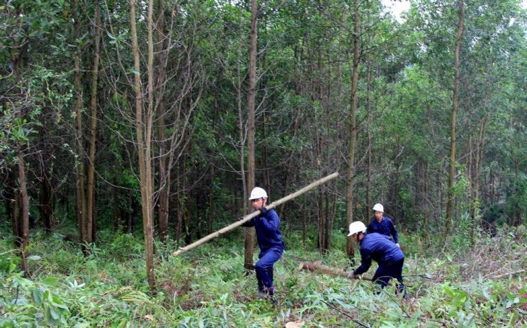 07  giải  pháp  Quy  hoạch  lâm  nghiệp  quốc  gia  thời  kỳ  2021  -  2030