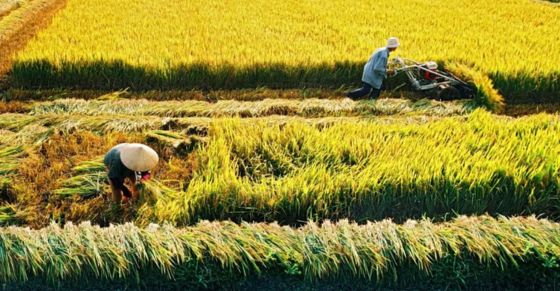 Regulations  on  Standards  for  High  Yield  and  Quality  Rice  Planning  Regions