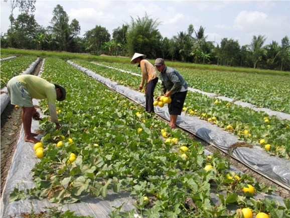 Thủ tục chuyển đổi cơ cấu cây trồng, vật nuôi trên đất trồng lúa