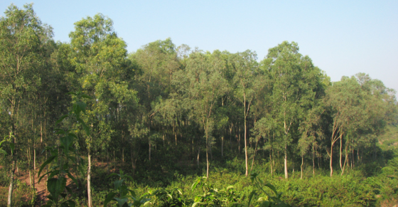 Dossiers  and  Procedures  for  Changing  Forest  Types  -  Latest  Updates