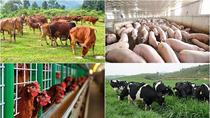 38  Internal  Procedures  in  the  Livestock  Sector  Managed  by  the  Ministry  of  Agriculture  and  Rural  Development