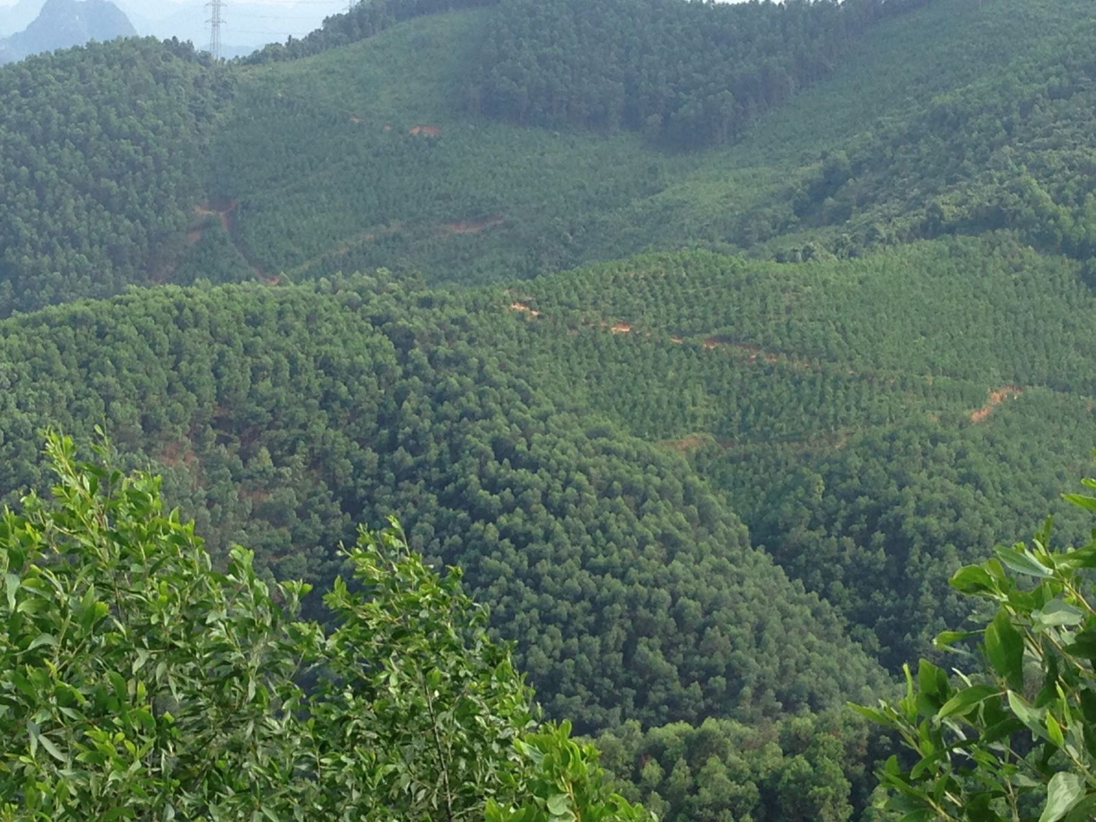 Procedure  for  Liquidation  of  Planted  Forests  under  Local  Authorities’  Jurisdiction